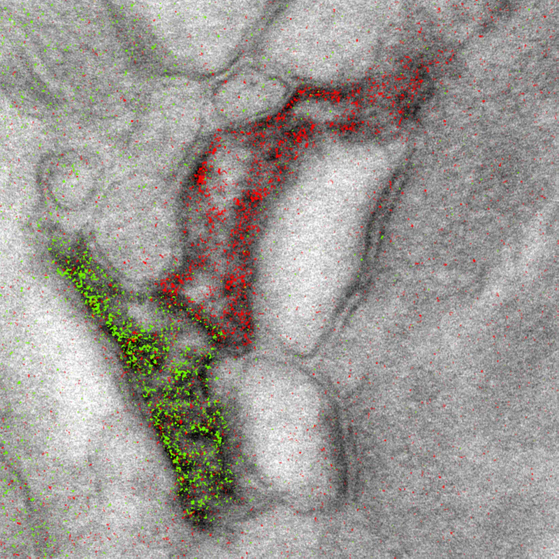 Two different brain cells sharing a single synapse. Tagging cells with color allows for enhanced tracking. (Image: Adams et al./Cell Chemical Biology 2016)
